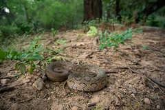 Daboia russelii