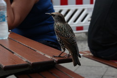 Sturnus vulgaris