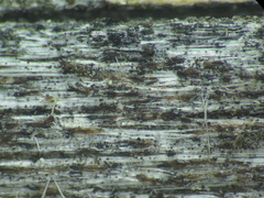 Xylographa rubescens