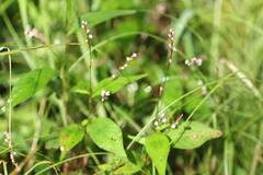 Persicaria posumbu