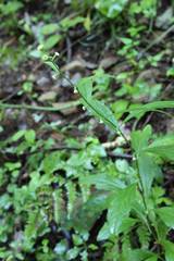 Rhynchospermum verticillatum