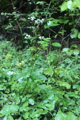 Ostericum sieboldii