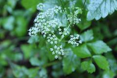 Ostericum sieboldii