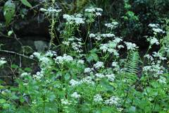 Ostericum sieboldii
