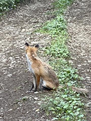 Vulpes vulpes schrencki