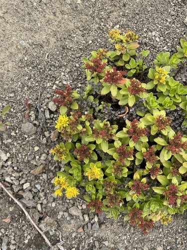 Phedimus kamtschaticus iNat (3)