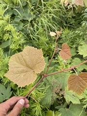 Vitis coignetiae
