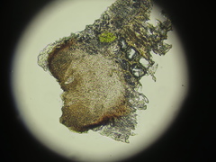 Xylographa rubescens