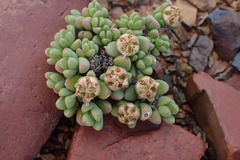 Antimima pumila