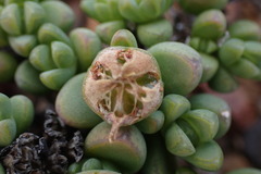 Antimima pumila