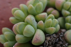 Antimima pumila