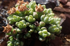 Antimima pumila