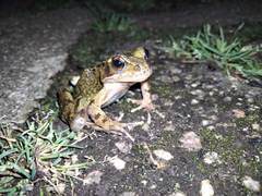 Rana temporaria