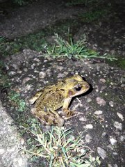 Rana temporaria