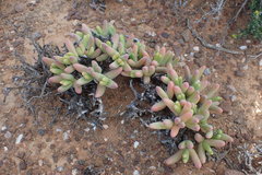 Peersia macradenia