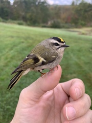 Regulus satrapa satrapa