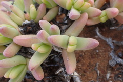 Peersia macradenia