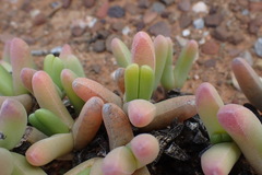 Peersia macradenia