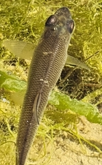 Leuciscinae