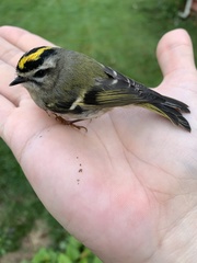 Regulus satrapa satrapa