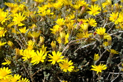 Oedera glandulosa