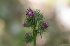Ptilostemon strictus