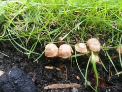 Mycena olivaceomarginata