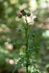Ptilostemon strictus