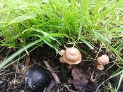 Mycena olivaceomarginata