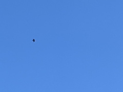 Pyrrhocorax graculus