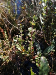 Betula michauxii