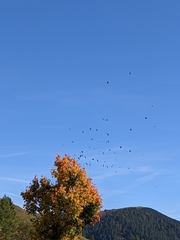 Pyrrhocorax graculus