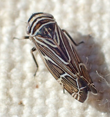 Cochlorhinus pasadenus