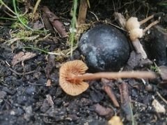 Mycena olivaceomarginata