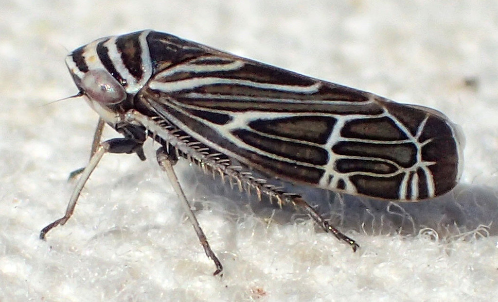 Cochlorhinus pasadenus