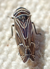 Cochlorhinus pasadenus