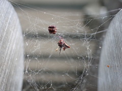 Parasteatoda cingulata