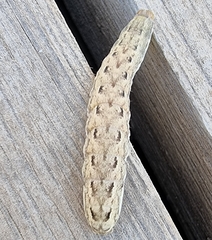 Noctuinae