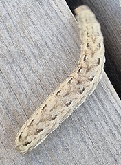 Noctuinae