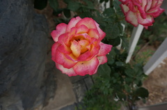 Rosa chinensis