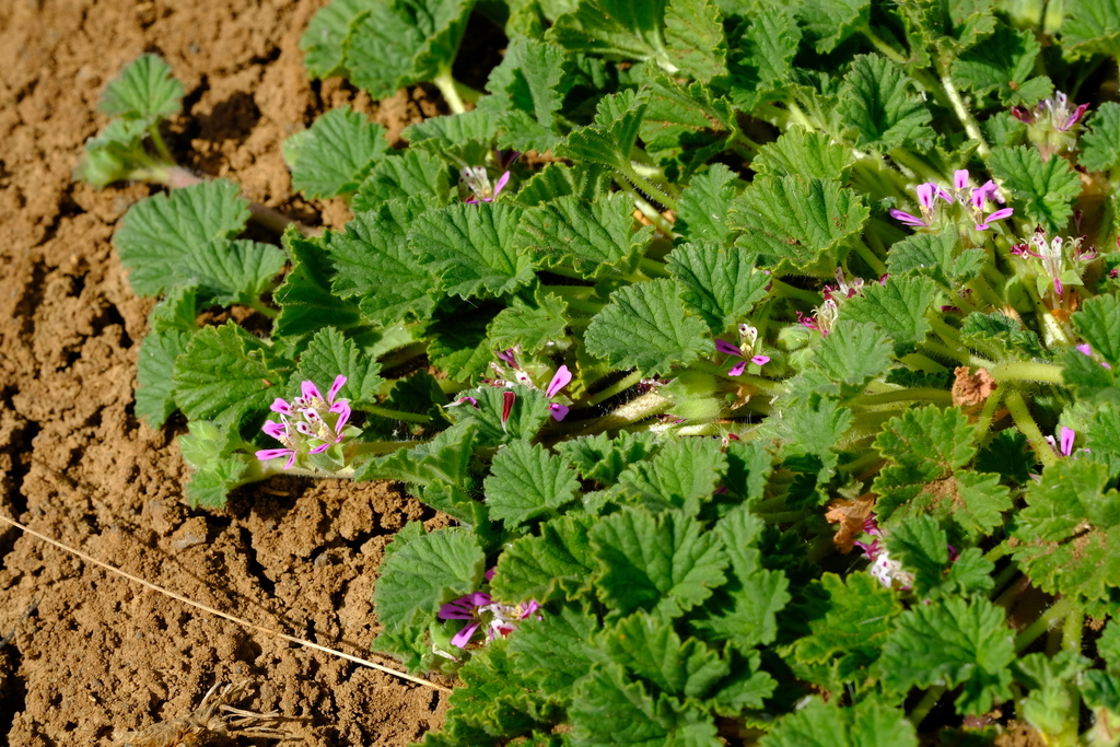 Hantams Storksbill