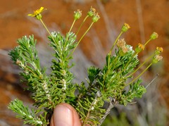 Euryops marlothii