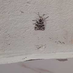 Galethalea portoricensis