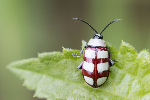 Omophoita personata