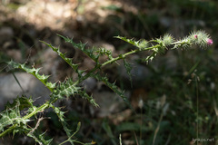 Ptilostemon strictus