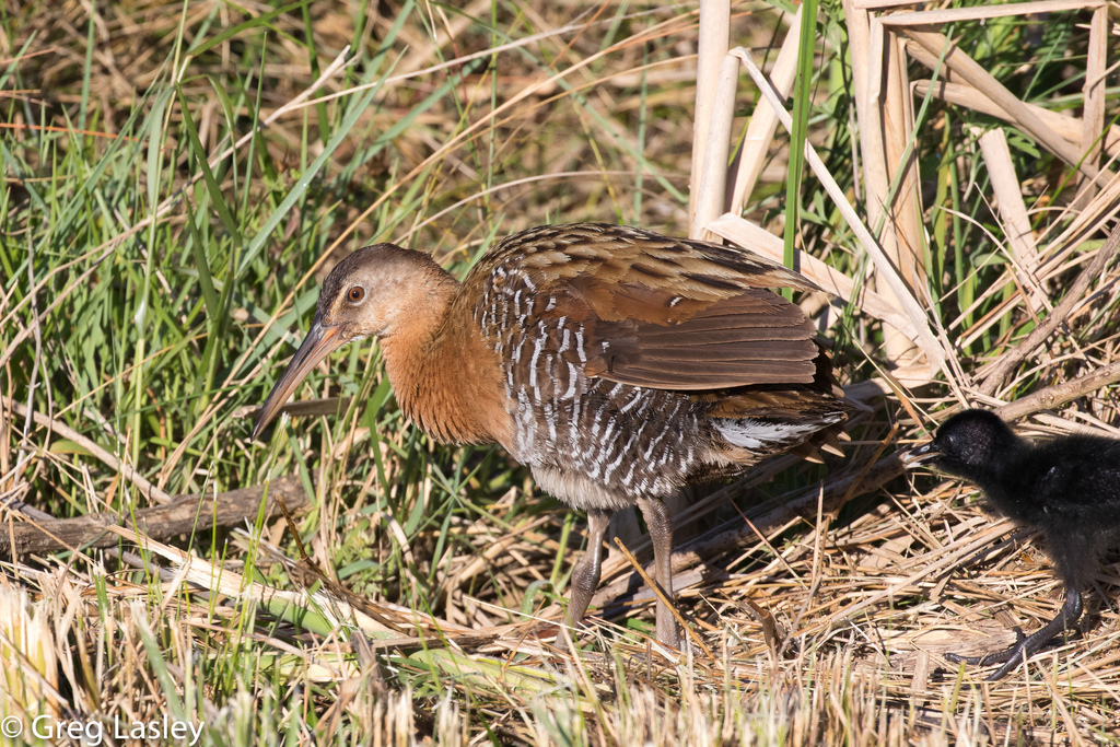 King Rail