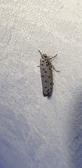 Ethmia heptasema