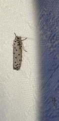 Ethmia heptasema