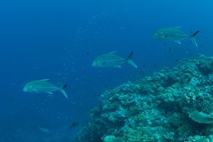 Caranx papuensis
