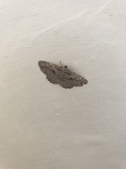 Peribatodes correptaria